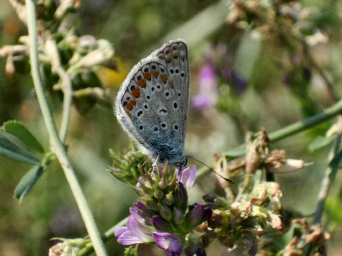 Aricia agestis ?